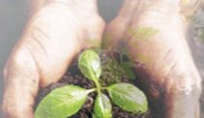 plant in hands